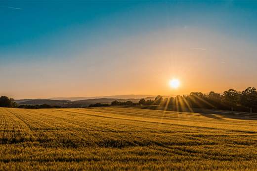 Crop fields
