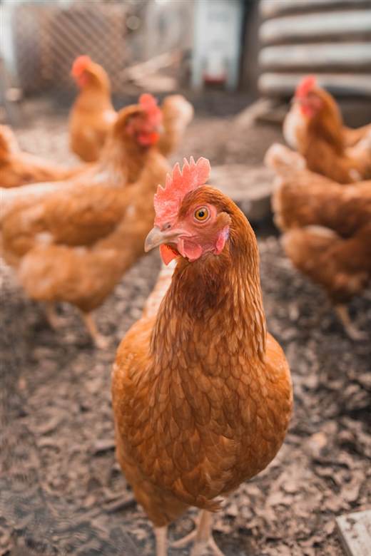 Poultry farm